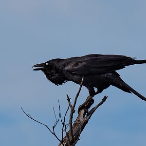 Australian Raven