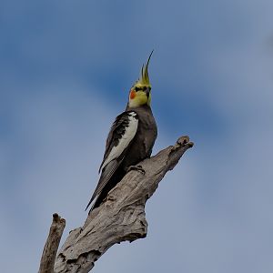 Cockatiel