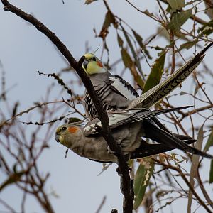Cockatiel pair
