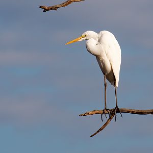 Great Egret
