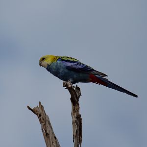 Pale-headed Rosella