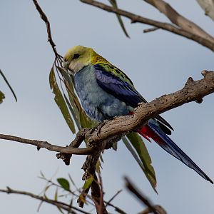 Pale-headed Rosella