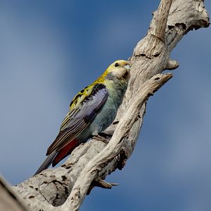Pale-headed Rosella