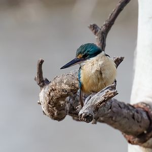 Sacred Kingfisher