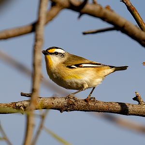 Striated Pardalote