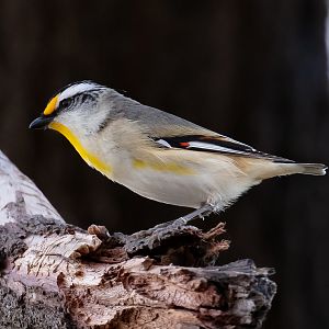 Striated Pardalote