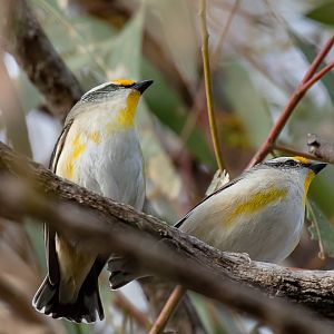 Striated Pardalote pair