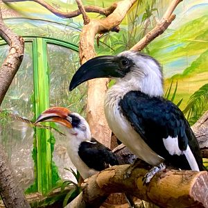Tierpark Hagenbeck- Decken's hornbill- 2022