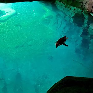 Tierpark Hagenbeck- Humboldt penguin swimming in a cave- 2022