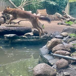 Zoo Magdeburg- jumping dhole- 2022