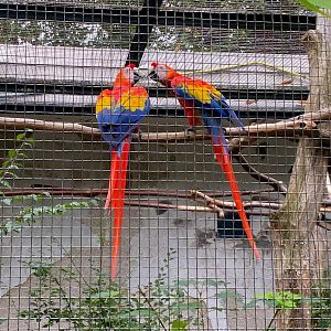 Zoo Magdeburg- macaws- 2022