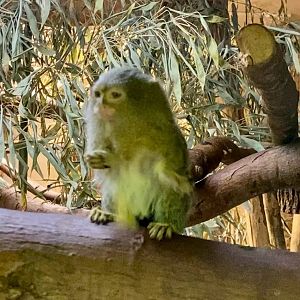 Zoo Magdeburg- pygmy marmoset throwing food- 2022
