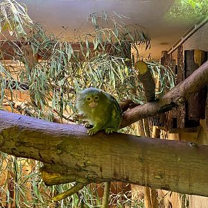 Zoo Magdeburg- pygmy marmoset- 2022