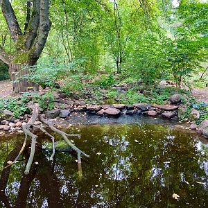Zoo Magdeburg- great anteater enclosure- 2022