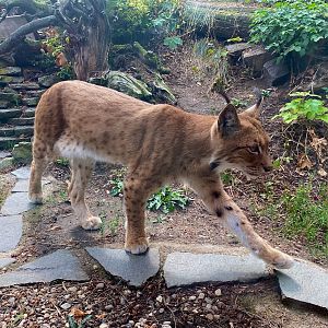 Zoo Magdeburg- Caspian lynx- 2022