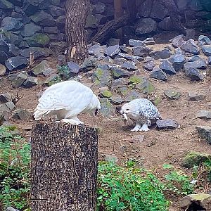 Zoo Magdeburg- eating snow owls- 2022