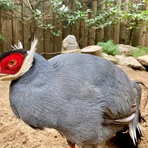 Zoo Magdeburg- blue eared pheasant- 2022