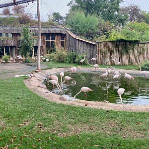 Zoo Magdeburg- flamingo enclosure- 2022