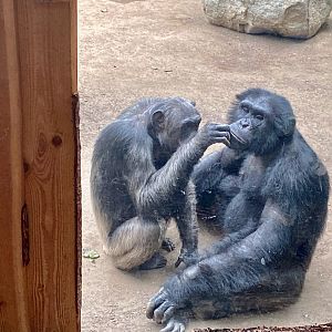 Zoo Magdeburg- lousing chimpanzees- 2022