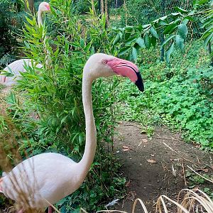 Zoo Magdeburg- flamingo- 2022