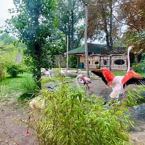 Zoo Magdeburg- flamingo enclosure- 2022