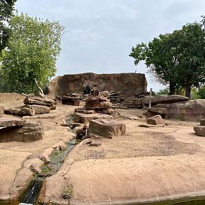 Zoo Magdeburg- gelada and ibex enclosure- 2022
