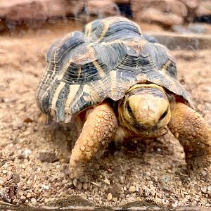Zoo Magdeburg- tortoise- 2022