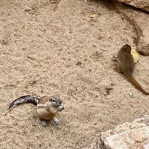 Zoo Magdeburg- striped squirrel and dwarf mongoose- 2022