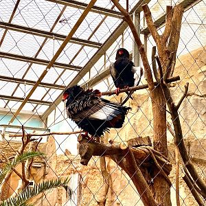 Zoo Magdeburg- gaur- 2022