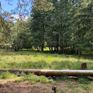 Zoo Magdeburg- moose enclosure- 2022