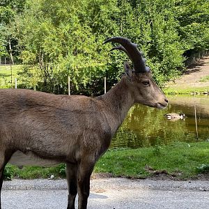 Wildpark Lüneburger Heide- ibex- 2022