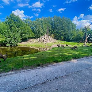 Wildpark Lüneburger Heide- ibex enclosure- 2022