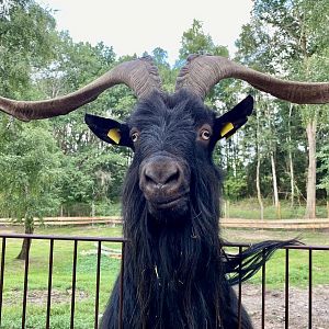 Wildpark Lüneburger Heide- goat- 2022