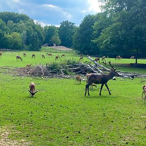 Wildpark Lüneburger Heide- mouflon and red deer paddock- 2022