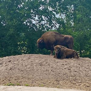 Wildpark Lüneburger Heide- european bison- 2022