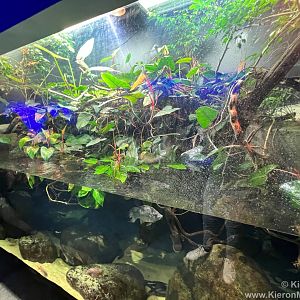 Panther chameleon Exhibit