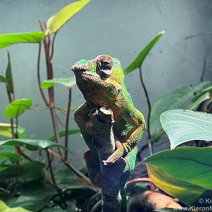Male Panther chameleon