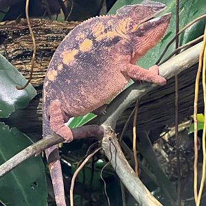 Female Panther chameleon