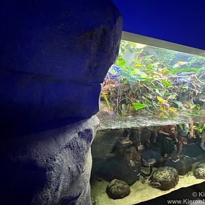 Panther chameleon Exhibit