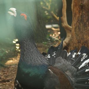 Western capercaillie (Tetrao urogallus), May 2006