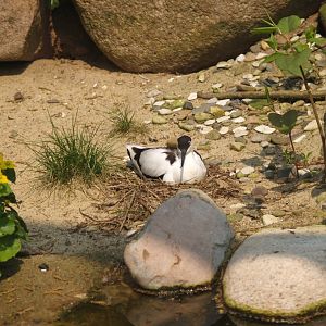 Pied avocet (Recurvirostra avosetta) on nest, May 2006