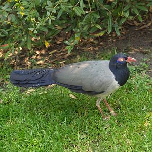 Coral-billed ground cuckoo (Carpococcyx renauldi), May 2006