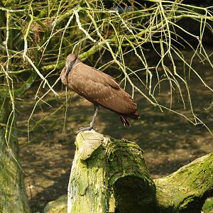 Hamerkop (Scopus umbretta), May 2006