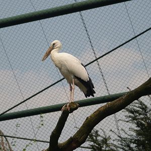 Asian openbill (Anastomus oscitans), May 2006