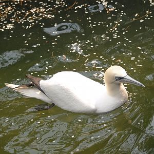 Northern gannet (Morus bassanus), May 2006