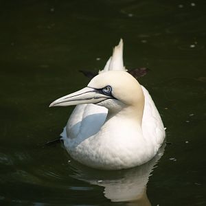 Northern gannet (Morus bassanus), May 2006