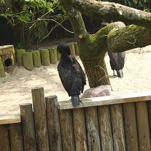 Guanay cormorant (Leucocarbo bougainvilliorum), May 2006