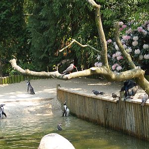 View of part of coastal walk-through aviary with Humboldt penguin, Inca tern and Guanay cormorant, May 2006