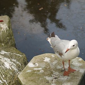 Chroicocephalus gulls, May 2006