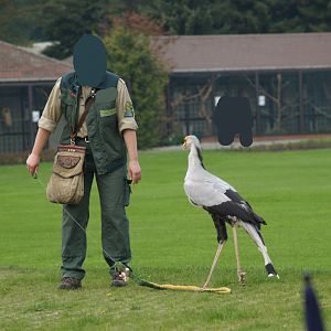 Bird show - Secretary bird (Sagittarius serpentarius) stomping fake snake, May 2006